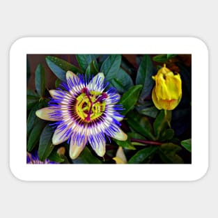 Passion Flower Summer Flowering Plant Sticker